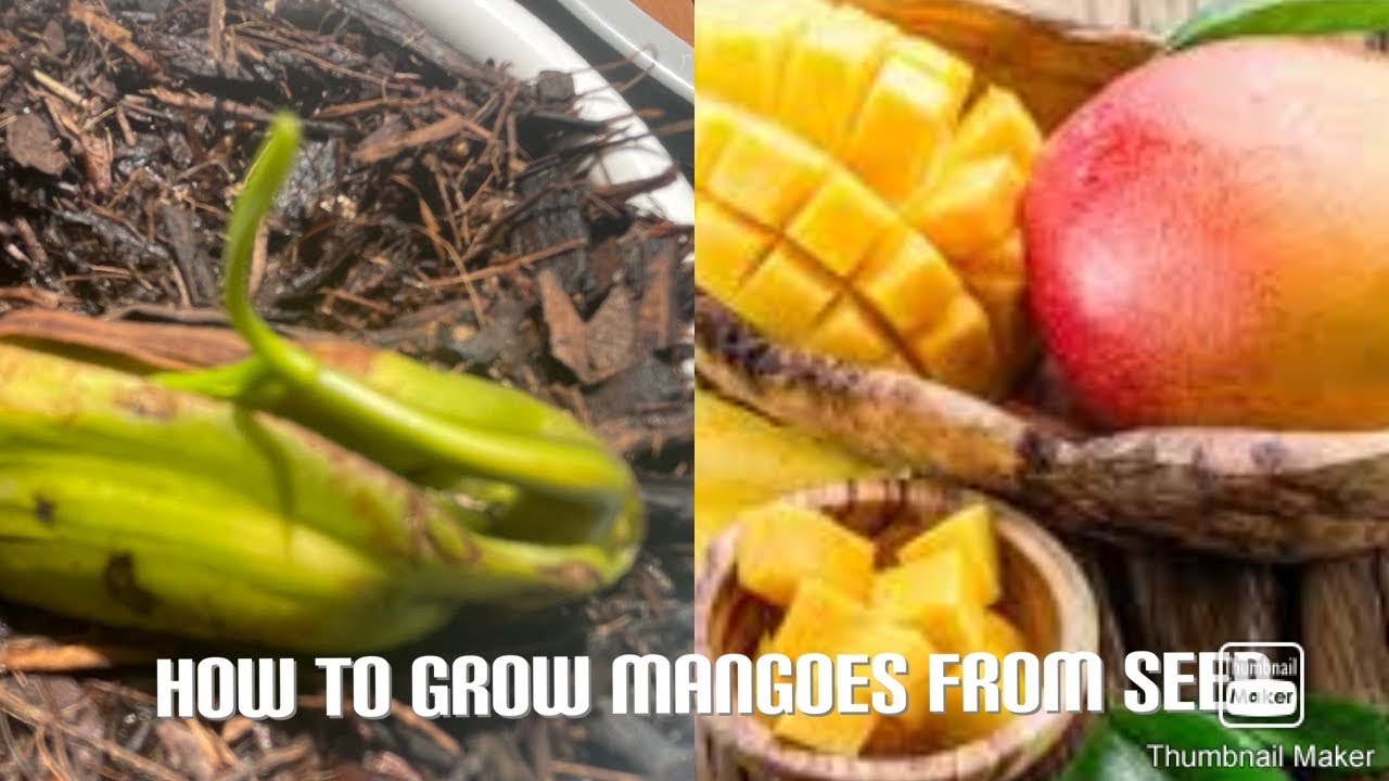 How to grow mangoes from seed 🌺🥭🤩 YouTube