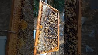 3 Çita Bölme Arı Zımba Gibi Kışa Hazır