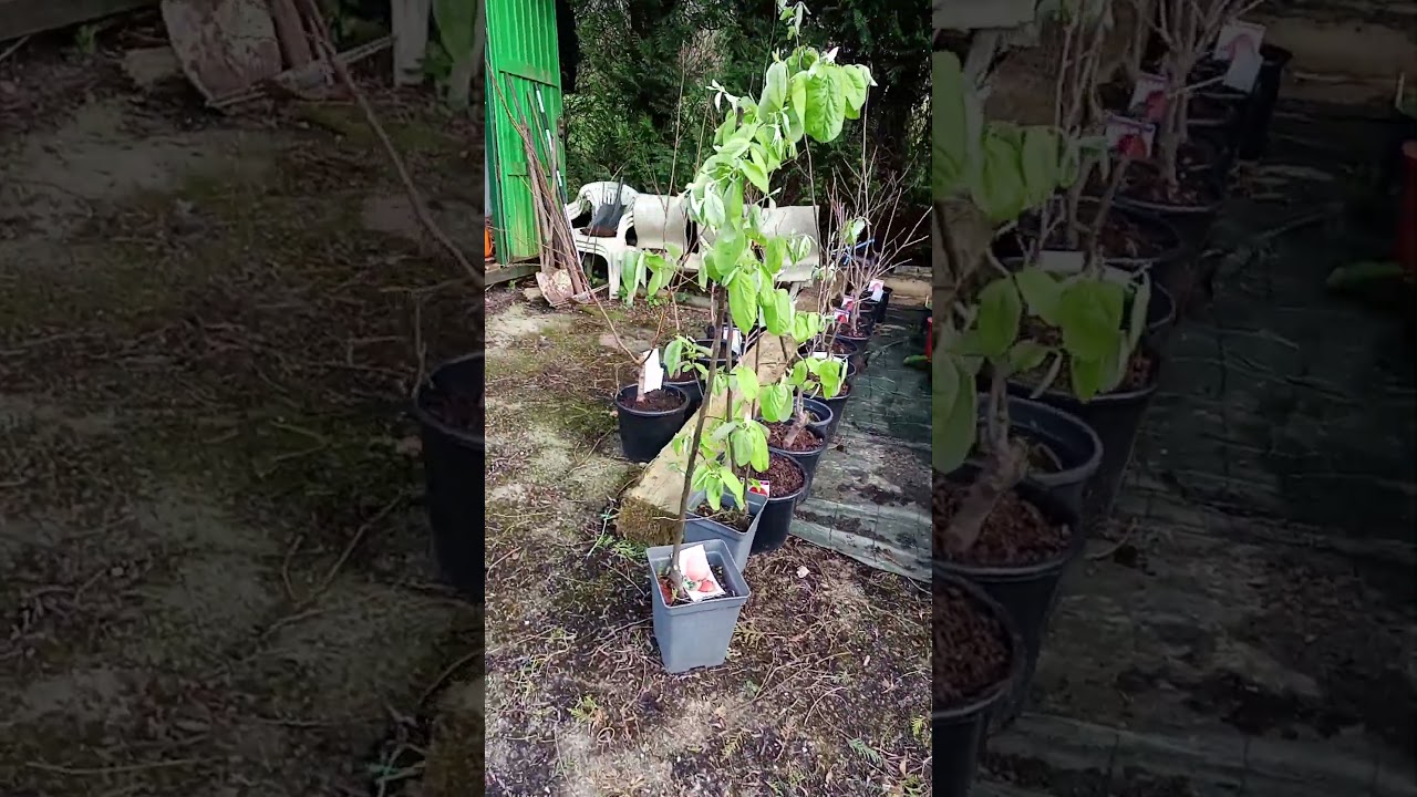 Gran variedad de árboles frutales y cítricos en Viveros Villar en Muñorrodero, Cantabria