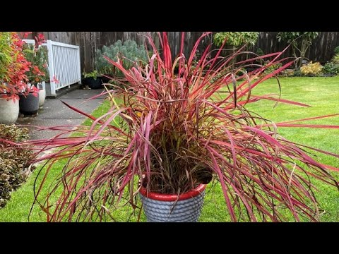 Video: Red Fountain Ziergras: Wie man Red Fountain Grass anbaut