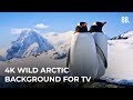4K Antarctica South Pole Wildlife Wild Arctic Relaxation ScreenSaver For TV Apple TV PC