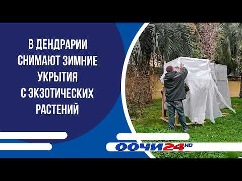 В Дендрарии снимают зимние укрытия с экзотических растений