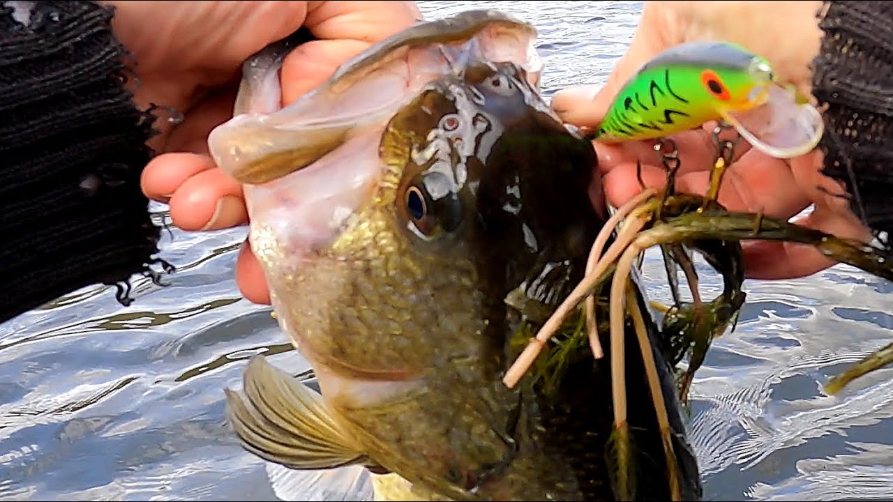 Fishing the REBEL MINNOW for LARGEMOUTH BASS in High Stained Water