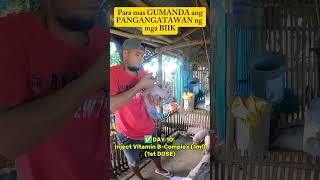 1St Dose Vitamins Sa 10 Days Old Piglets Mangungumatv8418