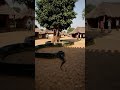 This African Python Made The Village Tree Its Home Wildlife Snake Animals 