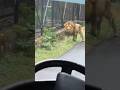 POV: You’re seconds away from a lion encounter at Bannerghatta 🦁