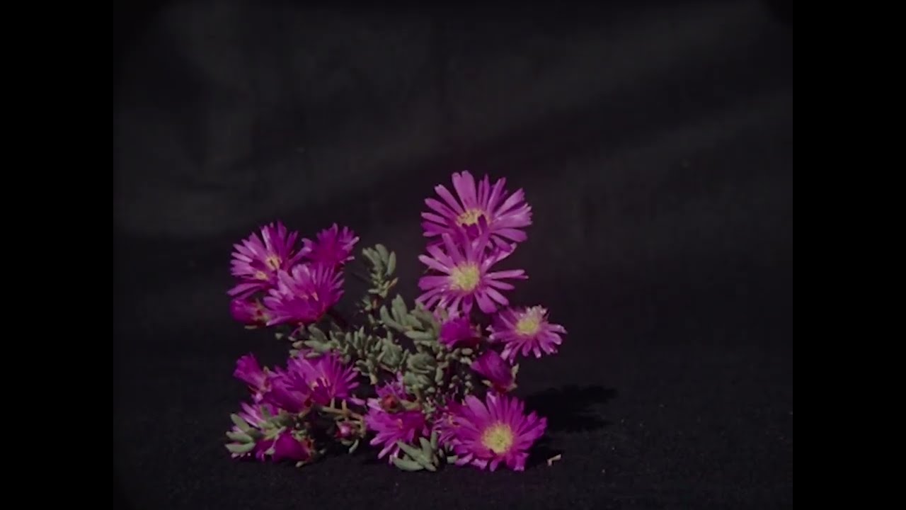 Daffon - Persefone (music video)