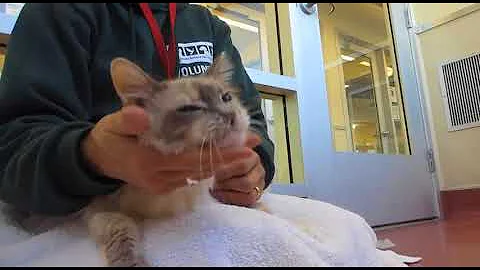 Watch the video about Bella, 13-year old spayed female Siamese mix with medium length fur
