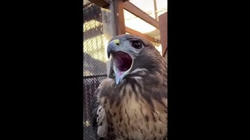 chidori⚡ #anime #animieeditz #chidori #foryou #sound #relatable #sasuke #narutoshippuden