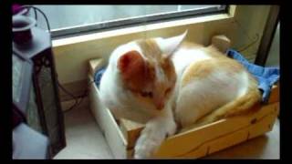 Gizmo The Sick Kitten Cat Is Already Much Better