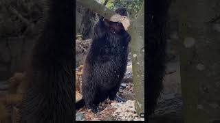 beaver belly 🦫 #beavers #shortsvideo #shortsfeed