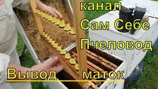 Пчеловодство,вывод маток просто,для начинающих