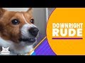 Downright Rude | The Pet Collective