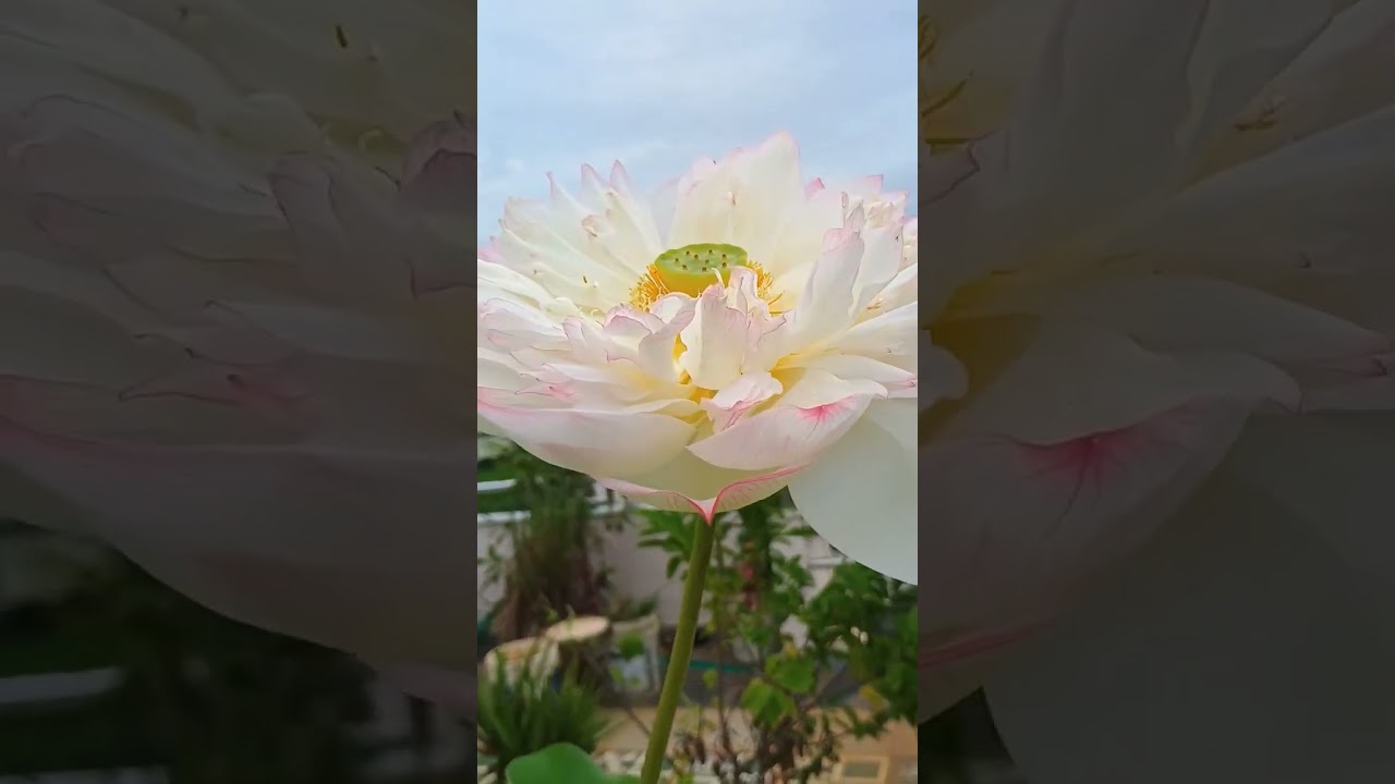 🙏Wait n see the magic of #lotus how it #bloomed😳❣️