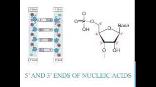 5' 3' ends of DNA and RNA