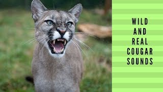 Real Cougar Sounds