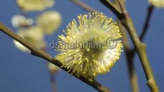 pussy willow / professional time lapse / 00291