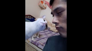 The Cat Sulks Me Over Another Cat. You Broke My Heart