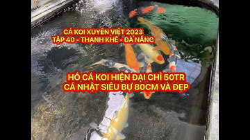 TẬP 40 - CÁ KOI XUYÊN VIỆT 2023 -HỒ CÁ KOI HIỆN ĐẠI CÁ NHẬT SIÊU BỰ 80CM VÀ ĐẸP CHỈ 50TR -TP.ĐÀ NẴNG