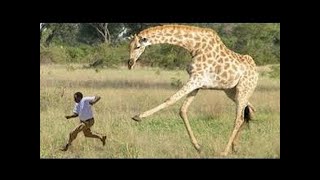 ► THE GREATEST ANIMAL MIGRATION (HD, Full Documentary)