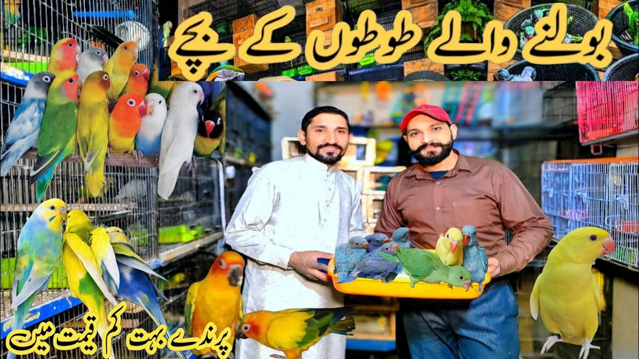 طوطوں کی اعلی کوالٹی عدیل بھائی چھا گئے اتنی کم پرائس