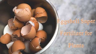 How To Make Eggshell Super Fertilizer for Plants in 3 Minutes | @HobbyGardening
