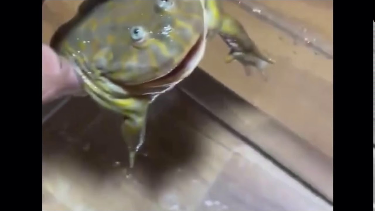Worlds Cutest Frog - Desert Rain Frog - YouTube