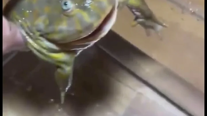 Screaming frog in water meme - DayDayNews