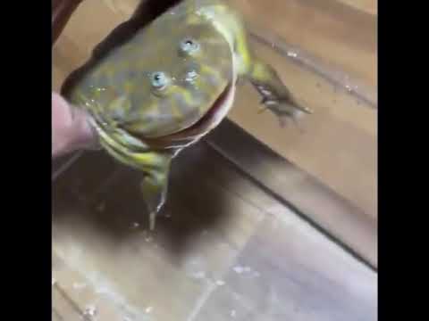 Βίντεο: Σύνδρομο Frog-in-the-water: ένας φαύλος κύκλος που μας αποστραγγίζει
