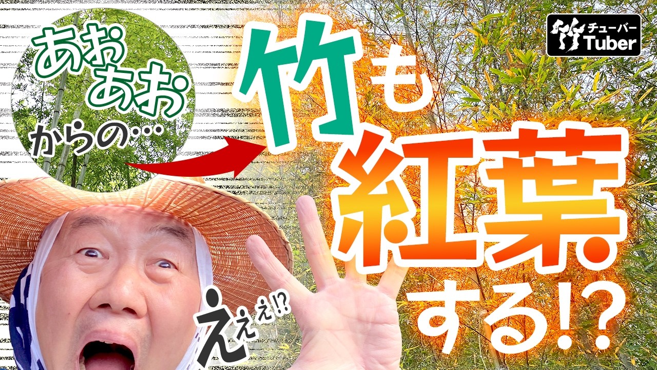 竹虎】誰も知らない竹の紅葉！？日本の竹林で何が起きているのか…竹の