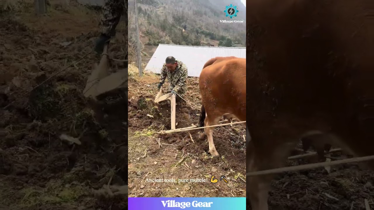 Ever Seen a Farmer Plow a MOUNTAIN with an OX? 🐂 This Traditional Skill is UNREAL! 