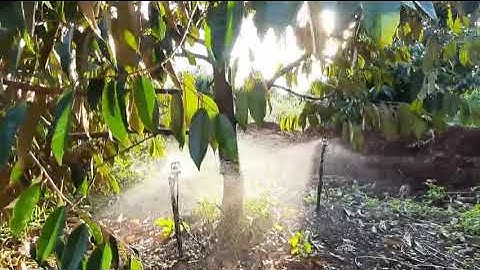 BÉC TƯỚI CÂY BÙ ÁP VP3 PRO 90LÍT/GIỜ BÙ ÁP | VNPLANT #Shorts