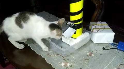 Cocok untuk yang punya Kucing NIH!!! "Cat Feeder Automatic with Arduino"
