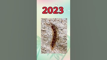 2023 Centipede vs 5000 bce Centipede