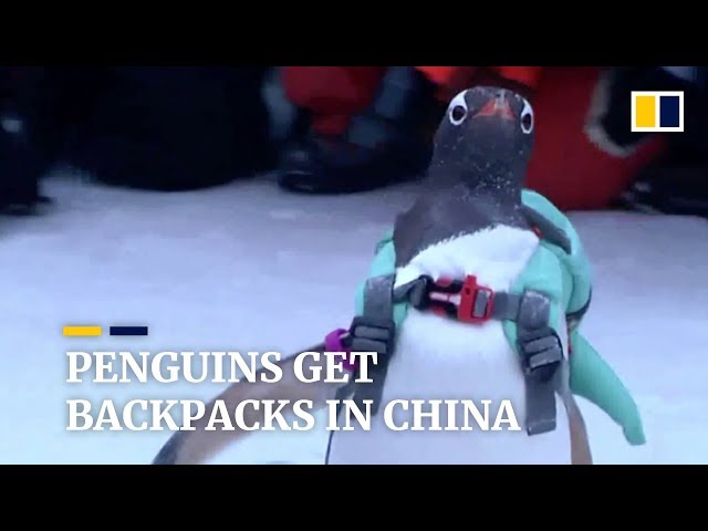 Video Of Penguins With Colourful Backpacks Melts Hearts On
