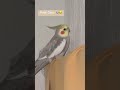 #ninfa #birds #aves #viral #funny #free #night #sleep #cute #parrot #mexico #curtains #window