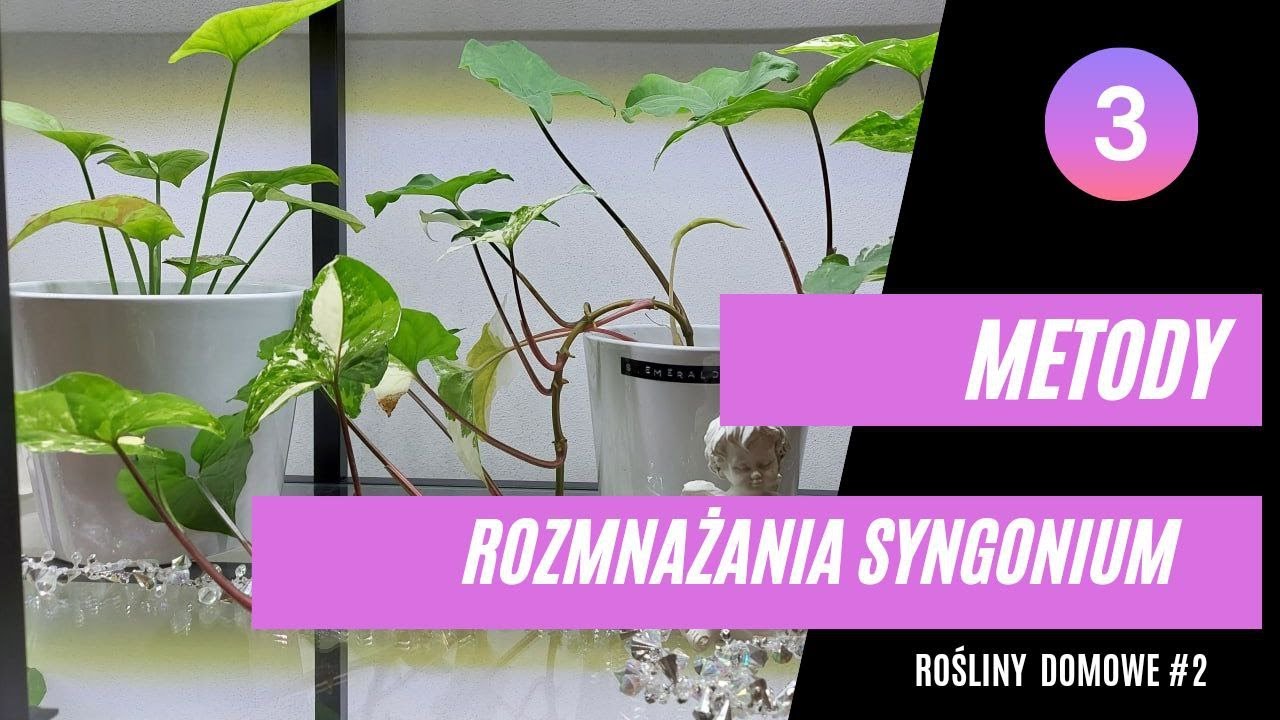 Rozmnażanie Roślin Przyroda Kl.5 Sprawdzian - 3 METODY rozmnażania SYNGONIUM! Zagęszczanie roślin w doniczkach