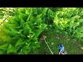 Stihl FS 120 in Action POV Cutting Grass Weeds with String Trimmer Brush cutter May 2026 part 1/2