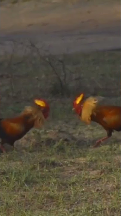 Sri lanka Jungle fowl Fight (Ayam Hutan Jengger Api) Bertarung