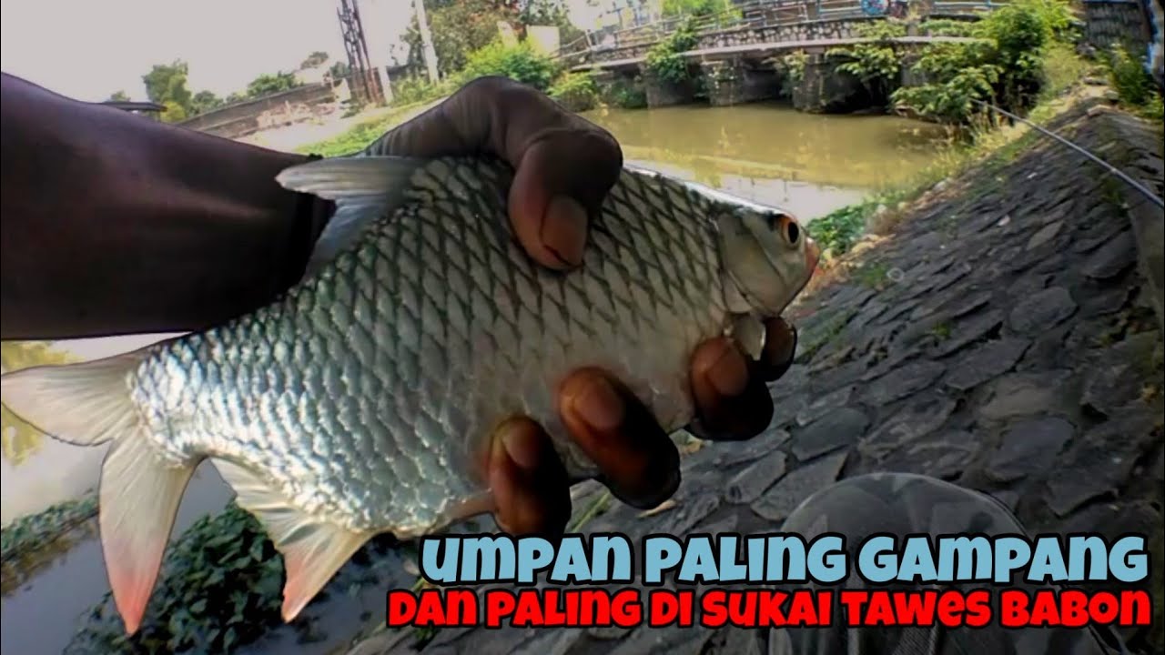 Umpan ikan tawes merah babon paling mudah #jelata #mancingmania #mancingliar