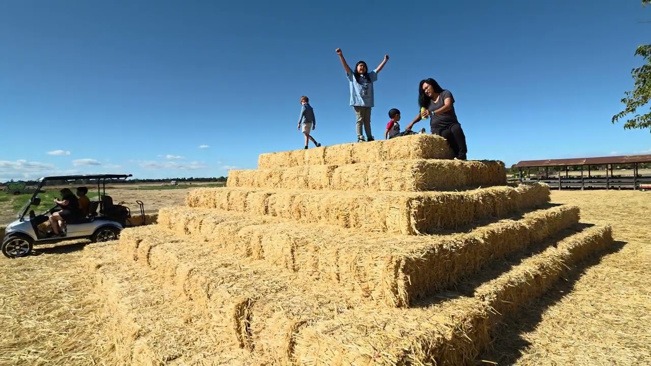 HEY! Pumpkin Patch 2025