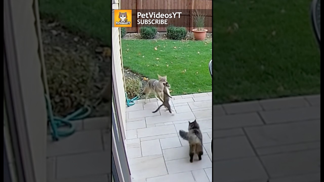CAT Saves Kitten From COYOTE In Shocking Footage