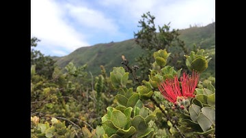 How to grow ohia trees
