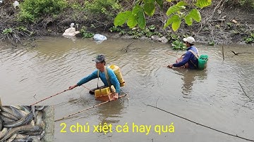 cặp đôi xiệt cá quá hay nhiều cá lóc cá trê trắng mùa lúa
