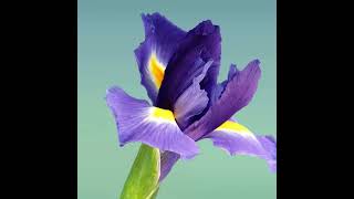 Samsung galaxy Win (Claro peru) All Default Wallpapers#shots #incomingcalls1234