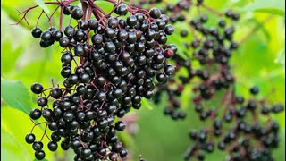 Elderberries are ready.... let’s make wine