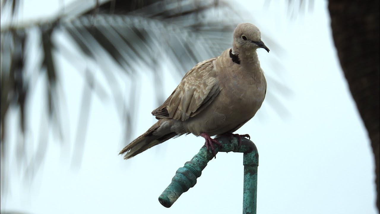pic flamboyant quebec Eurasian Collared Dove
