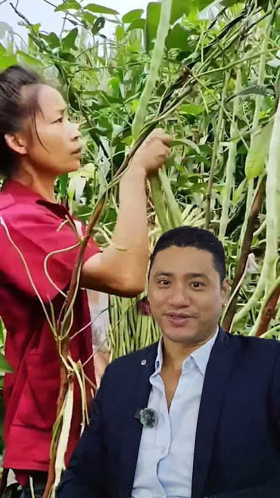 wao bodi kadto ramro faleko #farming #vegetables #agriculture #satisfying #gardening