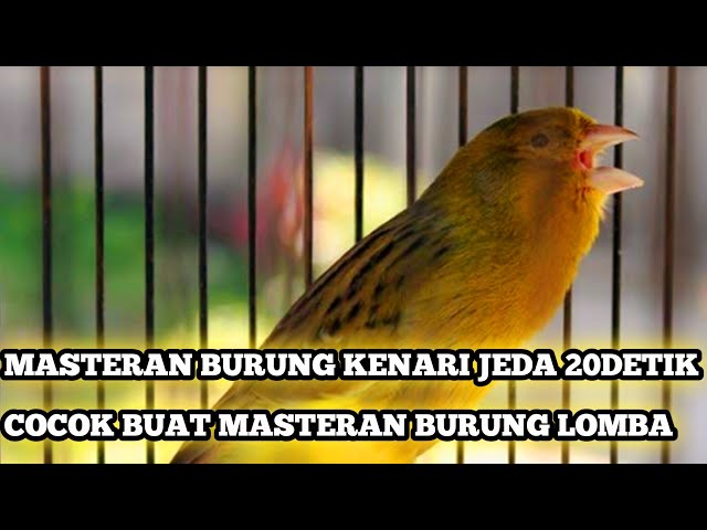 MASTERAN KENARI JUARA JEDA 20 DETIK class=