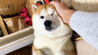 【朗報】丸頭、無事キャッチされる。